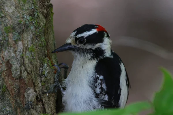 Downy Woodpecker Dryobates Pubescens Mănâncă Dintr Copac Împușcat Waterloo Ontario — Fotografie, imagine de stoc