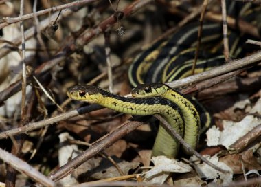 Yaprak yığınında çiftleşen iki Doğu Yılan (Thamnophis sirtalis sirtalis). Waterloo, Ontario, Kanada 'da çekildi.