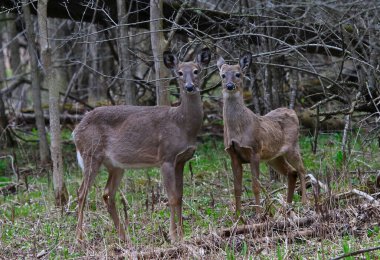 İki beyaz kuyruklu geyik (Odocoileus virginianus). Waterloo, Ontario, Kanada 'da çekildi.