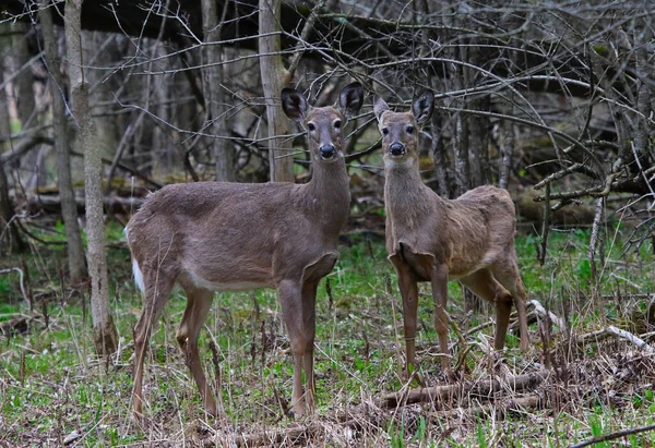 Due Cervi Dalla Coda Bianca Odocoileus Virginianus Girato Waterloo Ontario — Foto Stock