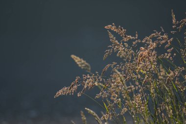 Parlak uzun çimen tohumu, hafifçe arka plan.