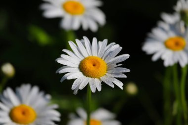 Oxeye Daisies (Leucanthemum vulgare), Kitchener, Ontario, Kanada 'da çekildi..