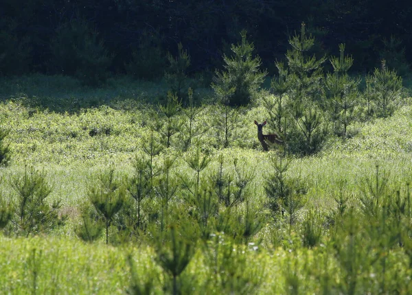 Vitstjärtad Hjort Odocoileus Virginianus Som Kikar Bakom Ett Träd Äng — Stockfoto