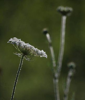 Kraliçe Anne 'in Danteli' nin arka ışıklandırması..