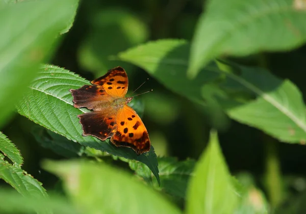 Papillon Virgule Est Polygonia Comma Assis Sur Une Feuille Tourné — Photo