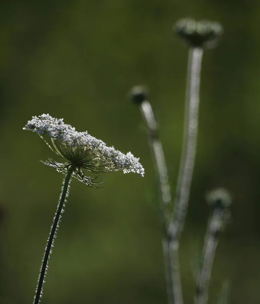 Sebuah Backlit Shot Dari Queen Anne Lace — Stok Foto