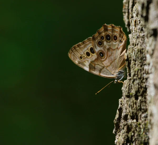 Northern Pearly Eye Lethe Anthedon Estacionado Lado Árbol Tiro Turkey — Foto de Stock