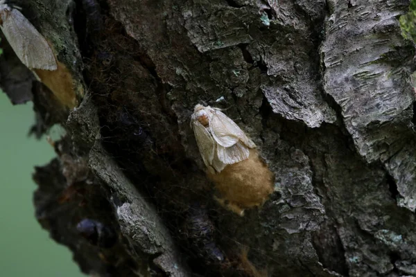 Una Polilla Gitana Hembra Lymantria Dispar Dispar Poniendo Huevos Disparada Fotos De Stock