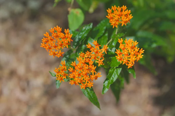 Цветы Мухи Milkweed Asclepias Tuberhaus Снятые Турецком Парке Пойнт Фенсиаль Стоковая Картинка