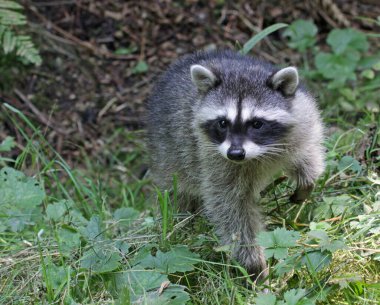 Çalılıklarda oturan genç bir rakun (Procyon lotor). Stanley Park 'ta çekildi Vancouver, British Columbia, Kanada.