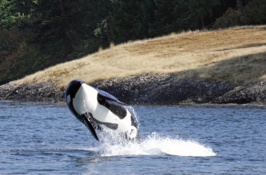 Bir Katil Balina (Orcinus orca) Kanada 'nın Britanya Kolumbiyası' ndaki Vancouver Adası yakınlarında gedik açıyor.