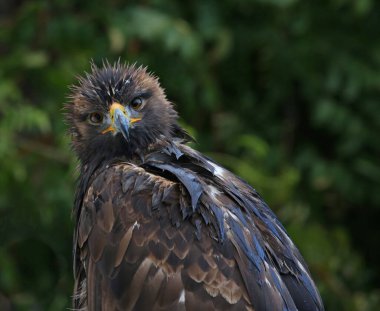 Kameraya bakan bir Altın Kartal (Aquila chrysaetos)