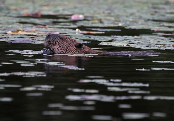 Kuzey Amerika Kunduzu (Castor canadensis) Kanada 'nın Ontario eyaletindeki Algonquin İl Parkı' nda bir gölette yüzeye çıkar..