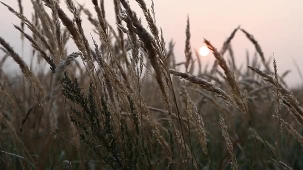 草在风中随太阳升起的背景 — 图库视频影像