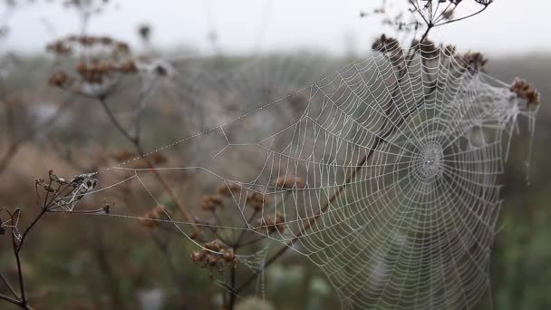 Toile Araignée Lumière Soleil Levant Automne — Video