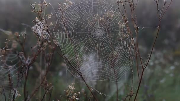 Spindelnät Mot Bakgrund Den Stigande Solen Höst Höst — Stockvideo