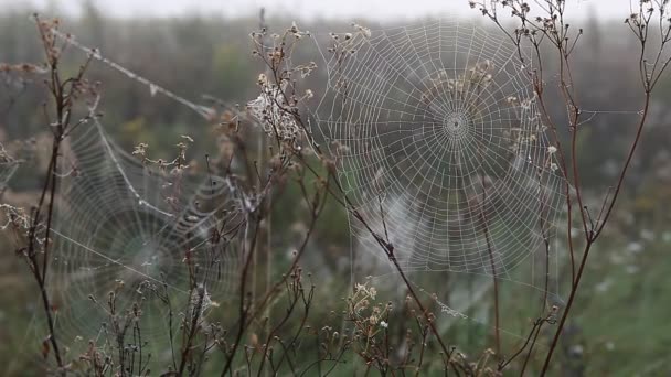 蜘蛛网在秋天的太阳的光芒下 — 图库视频影像