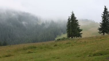 Dağ çayır ve Avrupa çam ormanı üzerinde yoğun sis