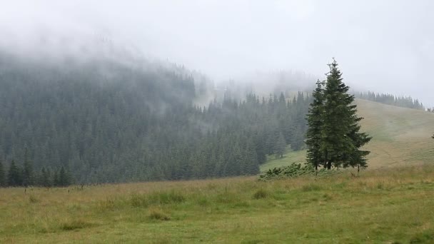 Dense Fog Mountain Meadow European Pine Forest — Stock Video