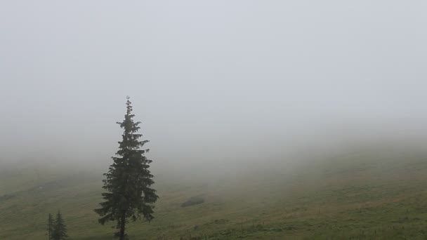 山の牧草地および欧州アカマツ林を覆う密な霧 — ストック動画