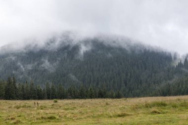 Dağ çayır ve Avrupa çam ormanı üzerinde yoğun sis