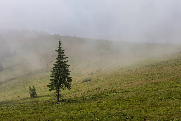 Dense Fog Mountain Meadow European Pine Forest — Stock Photo, Image