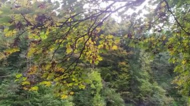 Sonbahar kuru yaprakları rüzgarla kaplanır ve soğuk ve berrak bir dağ deresine düşer.