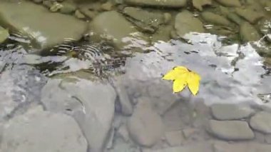 Temiz taş tabanlı nehir yüzeyinde düşen yapraklar.