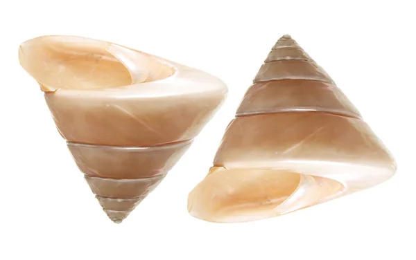 Conch Seashells — Stock Photo, Image