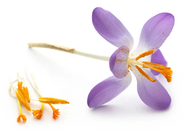 Saffron Crocus Flower White Background — Stock Photo, Image