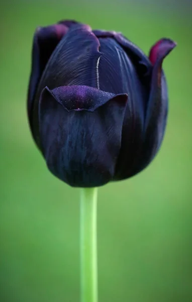 Primer Plano Flor Tulipán Negro Floreció Aire Libre — Foto de Stock
