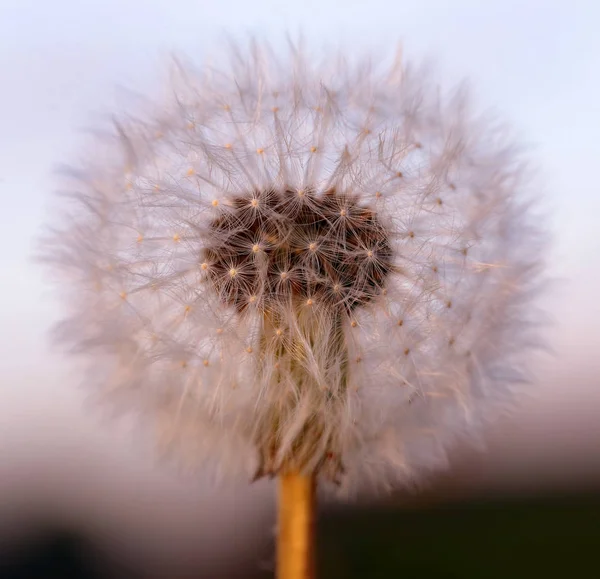 Closeup Dandelion Seeds Outdoor Sunset — Stock Photo, Image