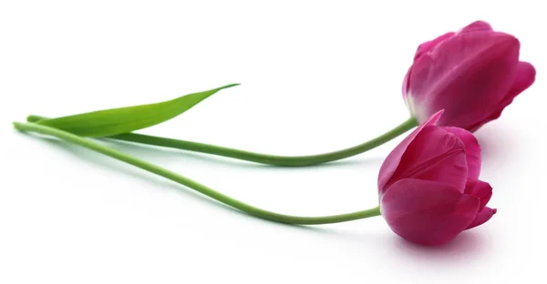 Gros Plan Fleur Tulipe Sur Fond Blanc — Photo