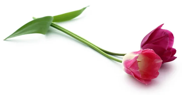 Closeup Tulipán Květ Nad Bílým Pozadím — Stock fotografie