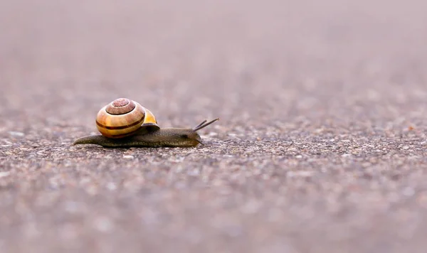 Closeup Snail While Crossing Road — Stock Photo, Image