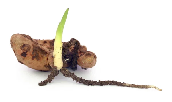 Bebek Zerdeçal Bitki Beyaz Arka Plan Üzerinde — Stok fotoğraf