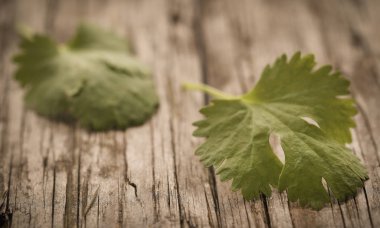 Ahşap yüzeyde taze kişniş yaprakları