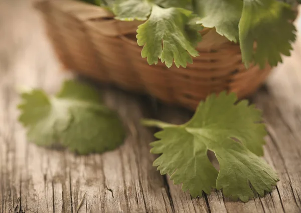 Fresh coriander leaves on wooden surface