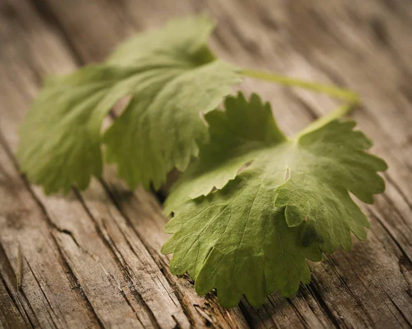 Ahşap yüzeyde taze kişniş yaprakları