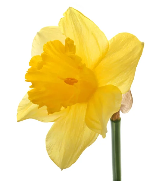 Blomman Narciss Över Vit Bakgrund — Stockfoto