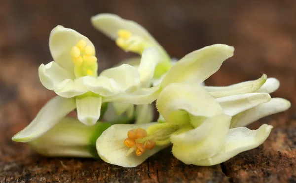 Edible Moringa Flowers Timber Surface — Stock Photo, Image