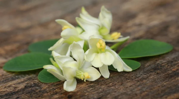 Flor Moringa Comestible Con Hojas Verdes Superficie Madera —  Fotos de Stock