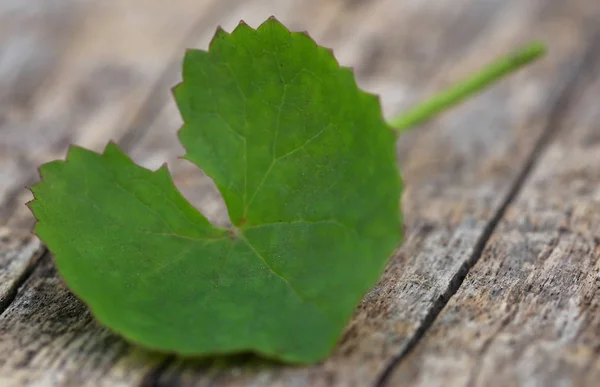 Thankuni Pozostawia Świeży Organicznych Powierzchni Drewna — Zdjęcie stockowe