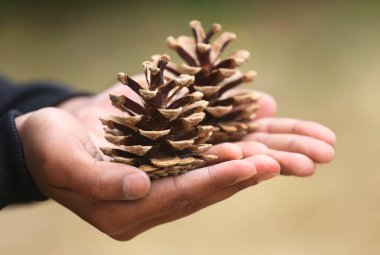 Çam koni doğa açık tutan el