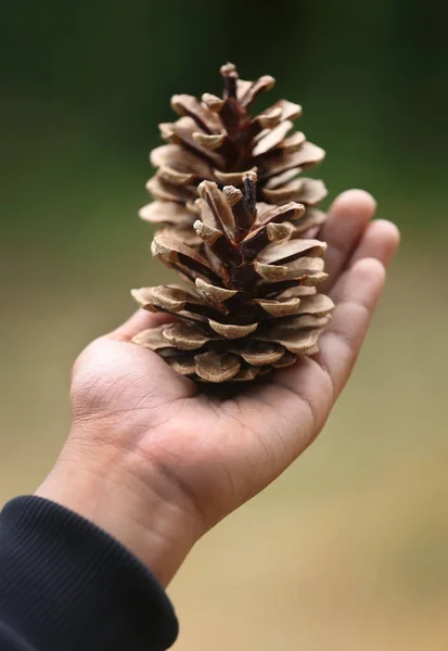 Handen Håller Pine Cone Naturen Utomhus — Stockfoto