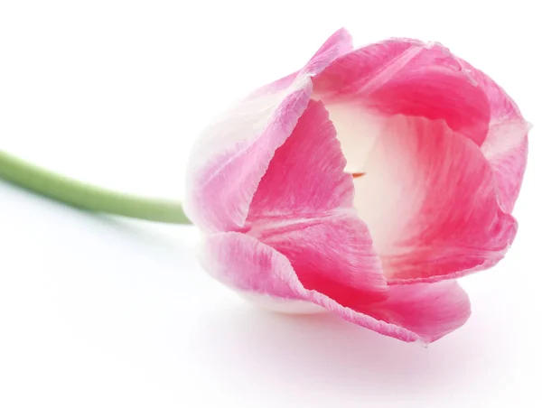 Nahaufnahme Von Tulpenblume Auf Weißem Hintergrund — Stockfoto