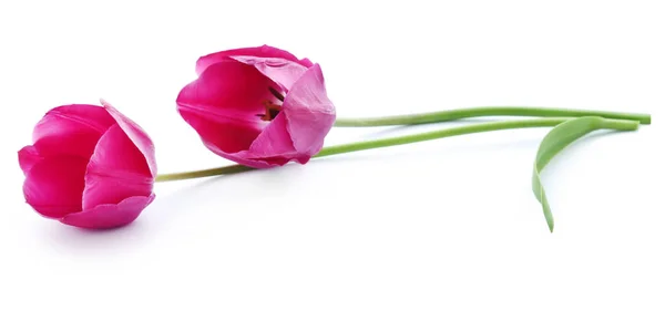Primer Plano Flor Del Tulipán Sobre Fondo Blanco — Foto de Stock