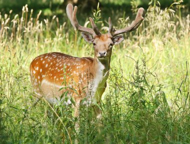 Alageyik, Dyrehaven, Klampenborg, Danimarka