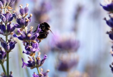 Lavanta çiçek bahçesinde arı bumble