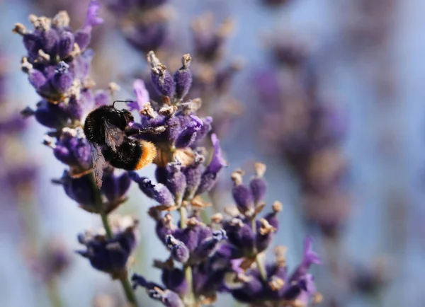 Bumble Abelha Flor Lavanda Jardim — Fotografia de Stock